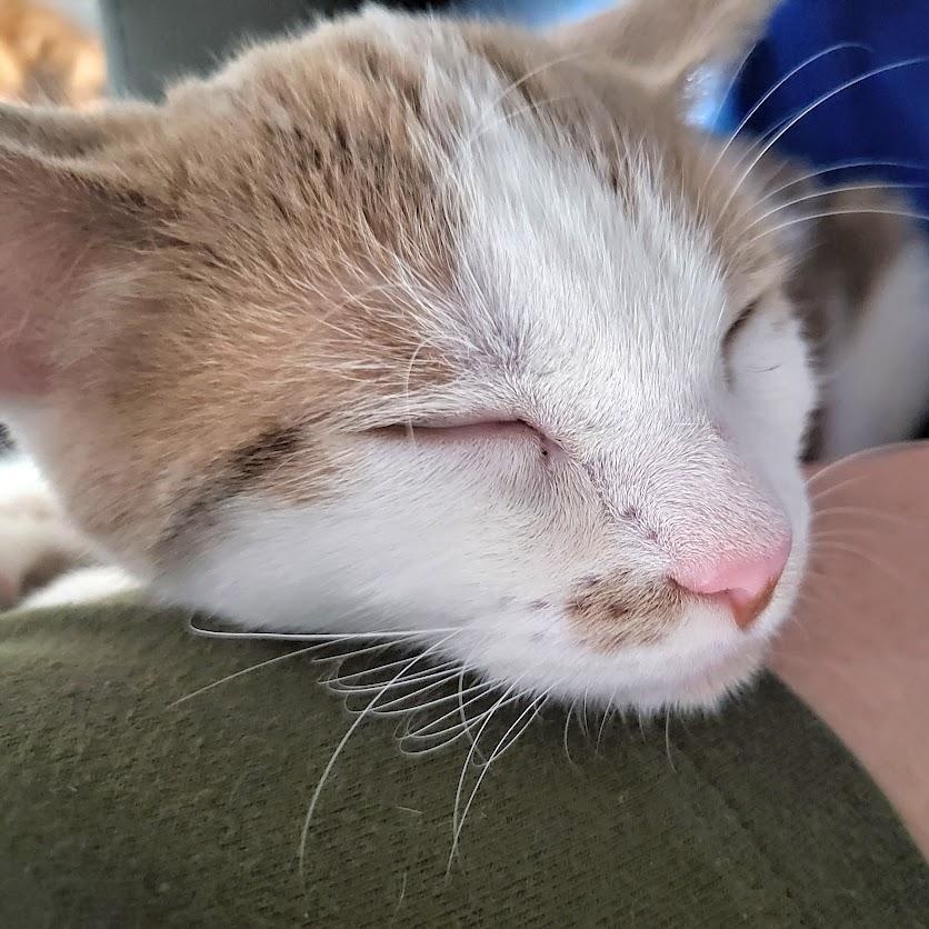 Enlarge Wink, a Adoptable Domestic Short Hair in Minneapolis, MN image 2/5