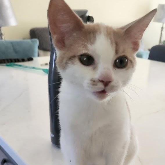 Enlarge Wink, a Adoptable Domestic Short Hair in Minneapolis, MN image 3/5