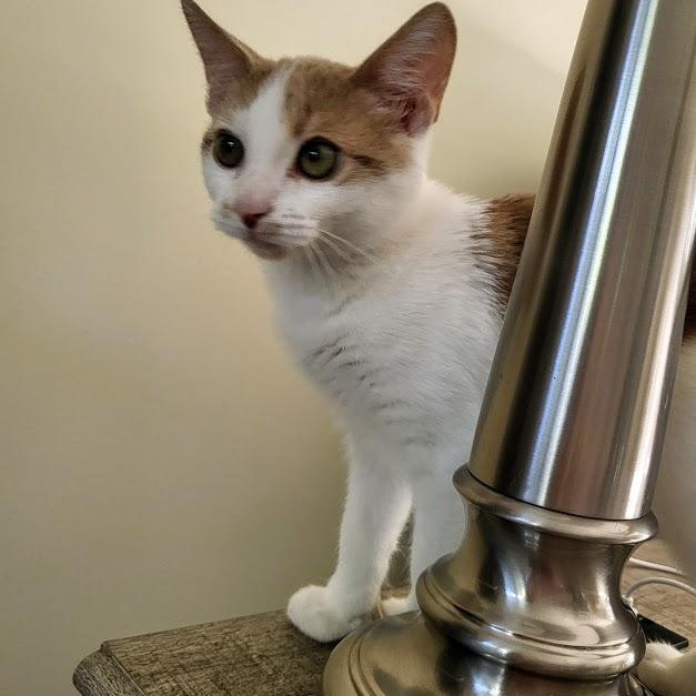 Enlarge Wink, a Adoptable Domestic Short Hair in Minneapolis, MN image 4/5