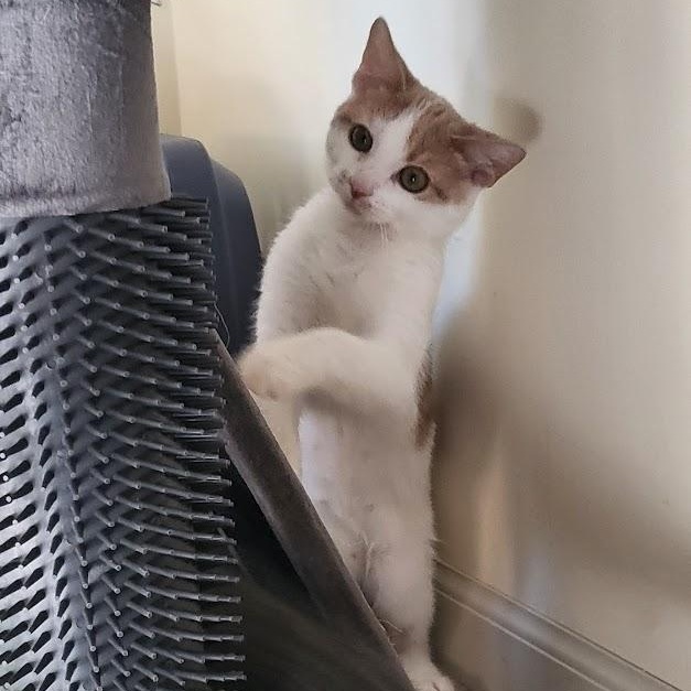 Enlarge Wink, a Adoptable Domestic Short Hair in Minneapolis, MN image 5/5