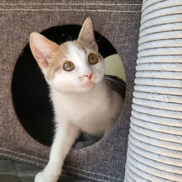 Enlarge Wink, a Adoptable Domestic Short Hair in Minneapolis, MN image 1/5