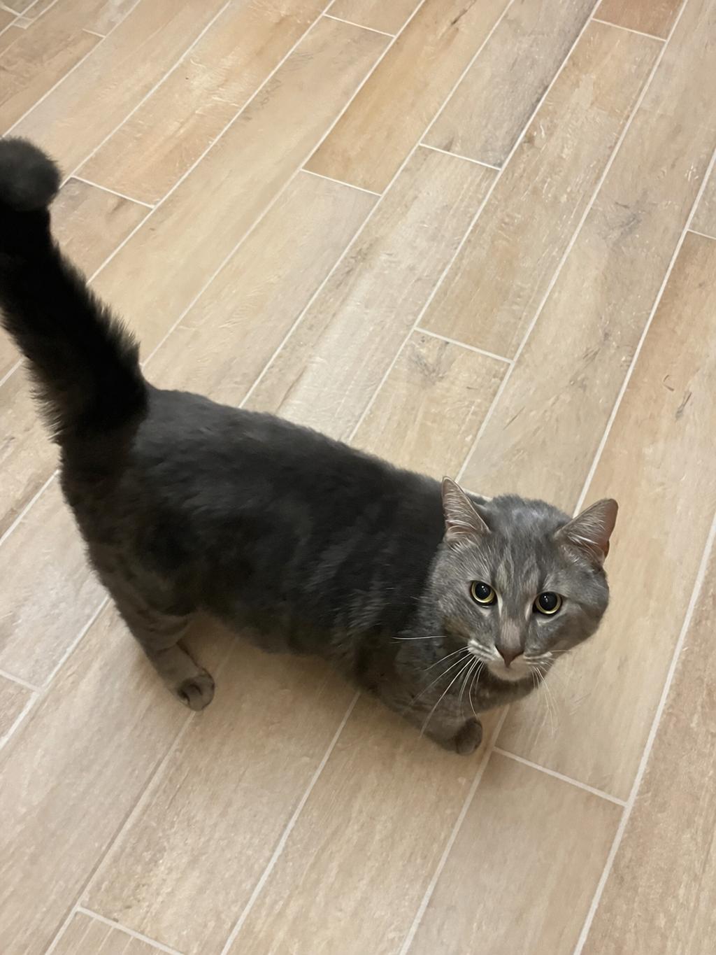 Enlarge Bobby, an adopted mixed breed in Lacon, IL image 2/3