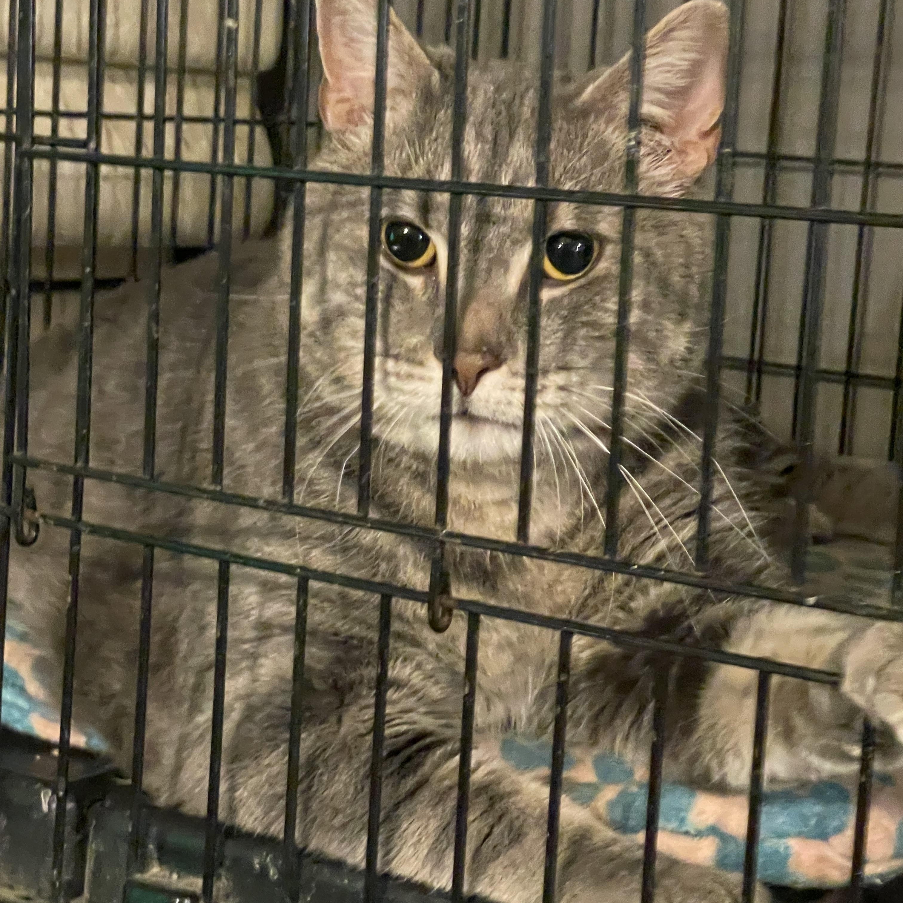 Bobby, adopted, Young Male Domestic Short Hair.