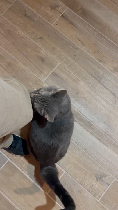 Enlarge Bobby, an adopted mixed breed in Lacon, IL video 3/3