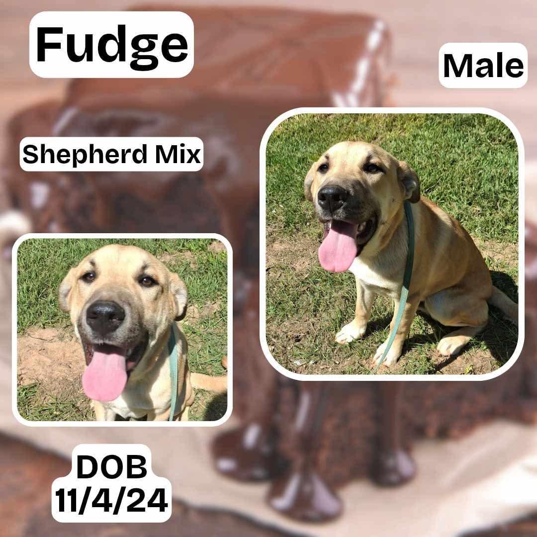 Fudge, Baby Male German Shepherd Dog
