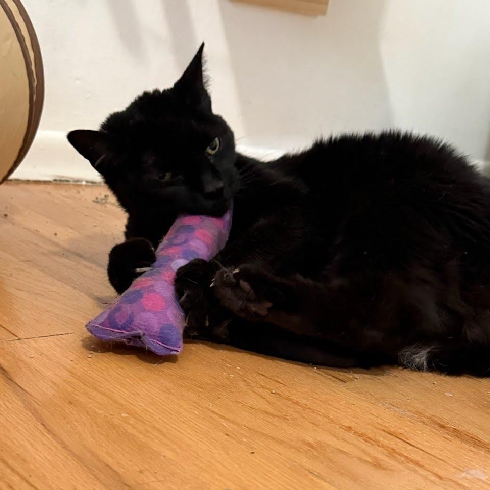 Raven - Hyperthyroid Senior, a ADOPTABLE mixed breed in West Richland, WA image 2/4