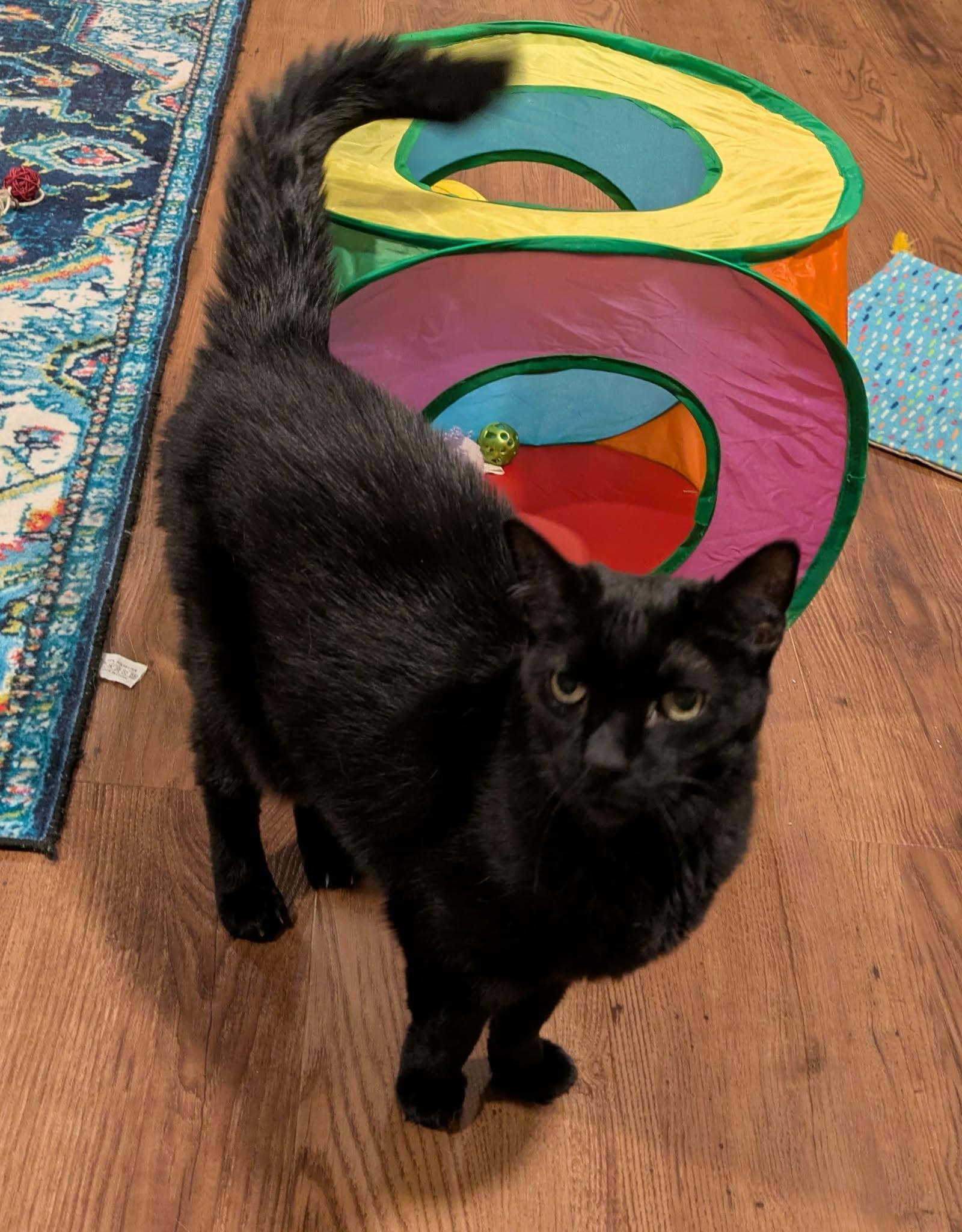 Raven - Hyperthyroid Senior, ADOPTABLE, Senior Female Domestic Short Hair.