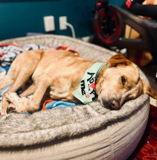 Sanders, Adopted, Adult Male Labrador Retriever & Golden Retriever.