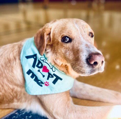 Sanders, a Adopted mixed breed in San Diego, CA image 2/3
