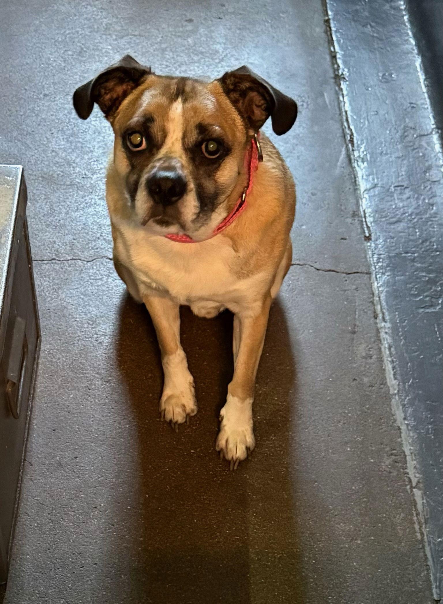 Cooper, Adoptable, Adult Male Australian Shepherd & Pug.