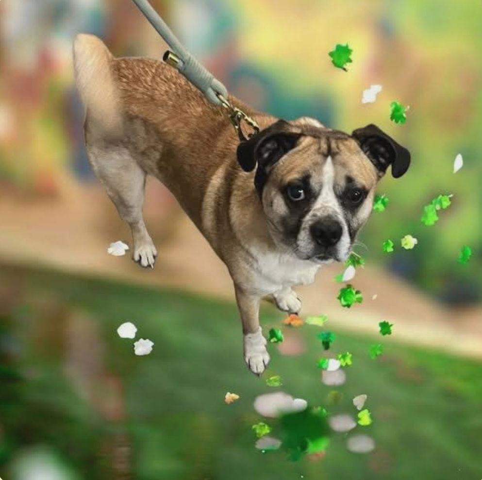 Enlarge Cooper, a Adoptable mixed breed in Ashville, OH image 1/3