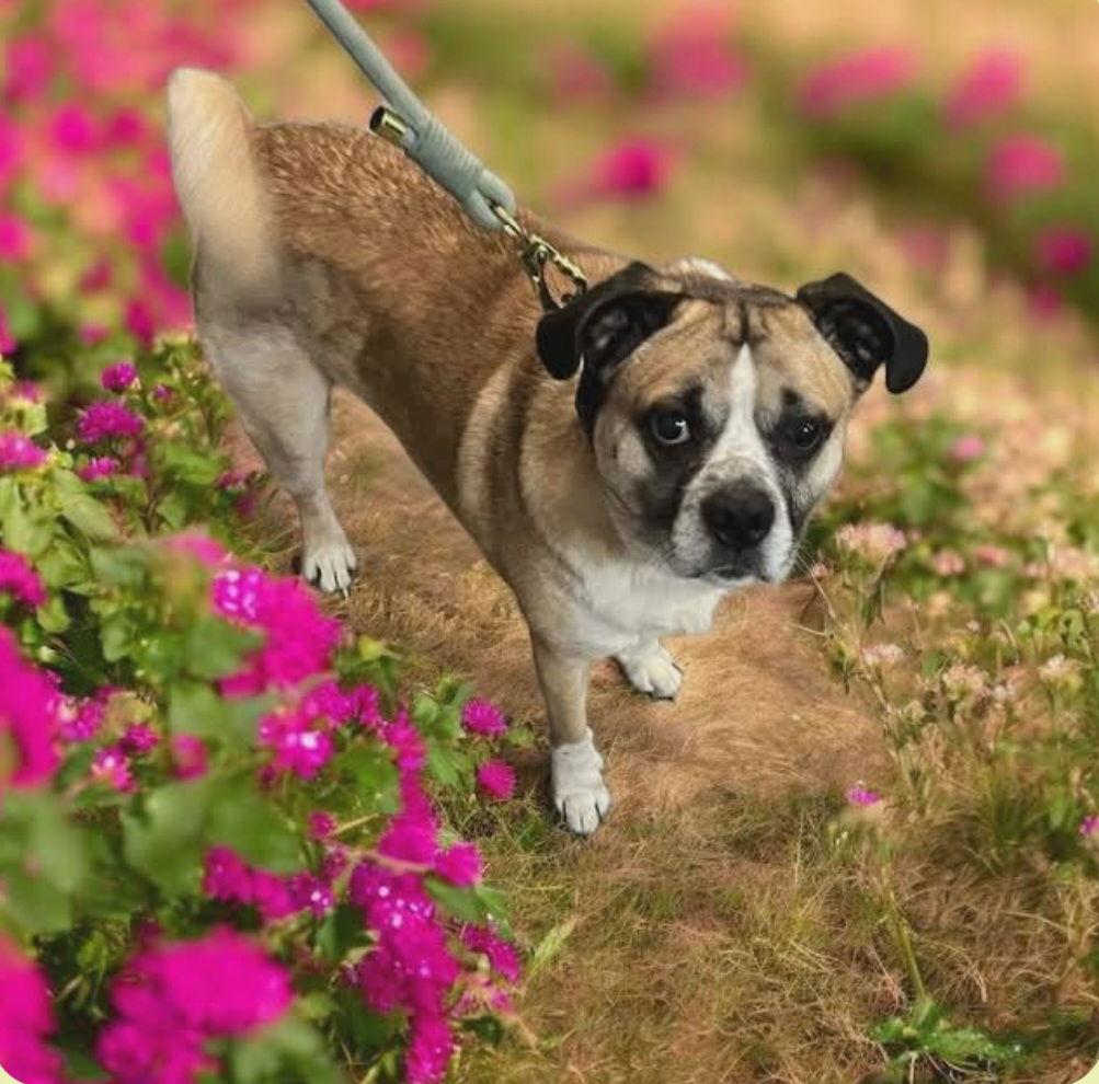 Enlarge Cooper, a Adoptable mixed breed in Ashville, OH image 2/3