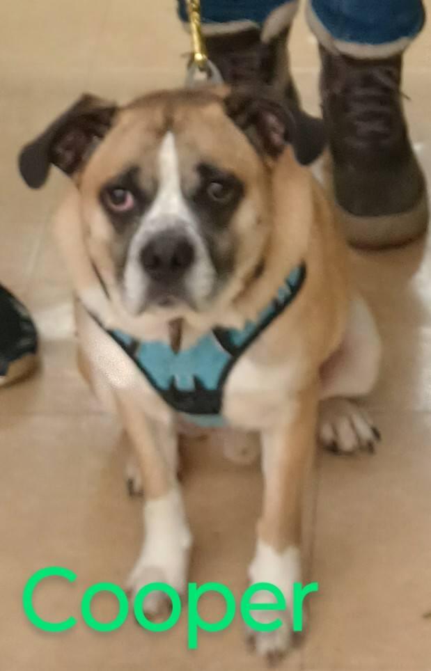 Cooper, a Adoptable mixed breed in Ashville, OH image 2/3