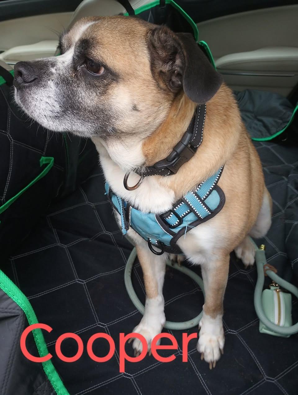 Cooper, a Adoptable mixed breed in Ashville, OH image 3/3