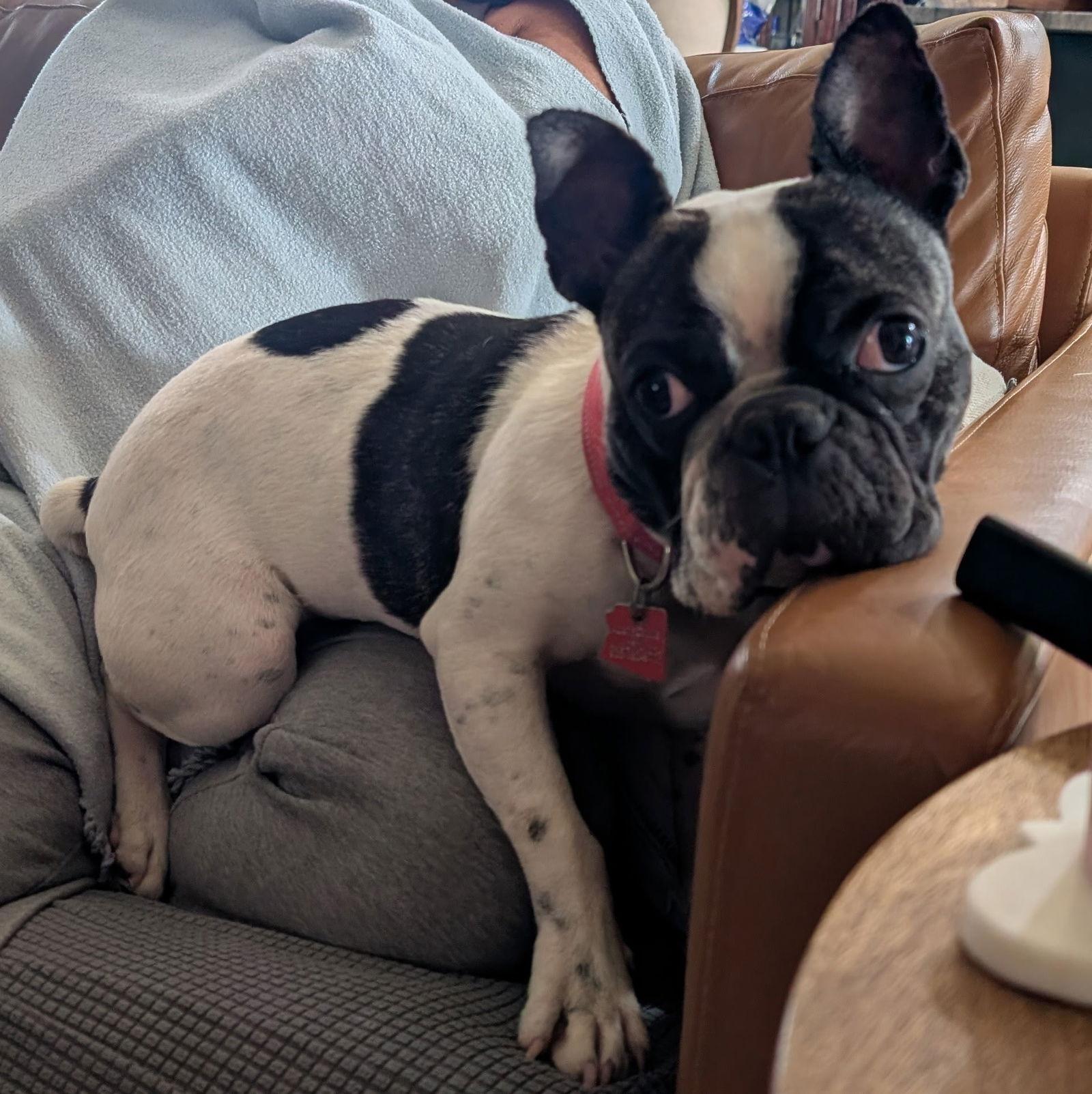 Enlarge Sir Charlie, a Adopted mixed breed in Scottsdale, AZ image 1/3