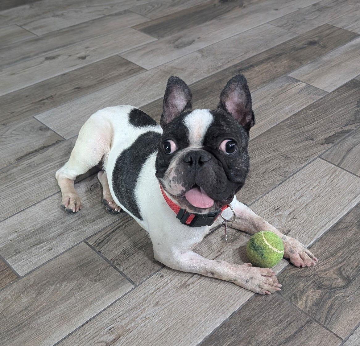 Enlarge Sir Charlie, a Adopted mixed breed in Scottsdale, AZ image 2/3