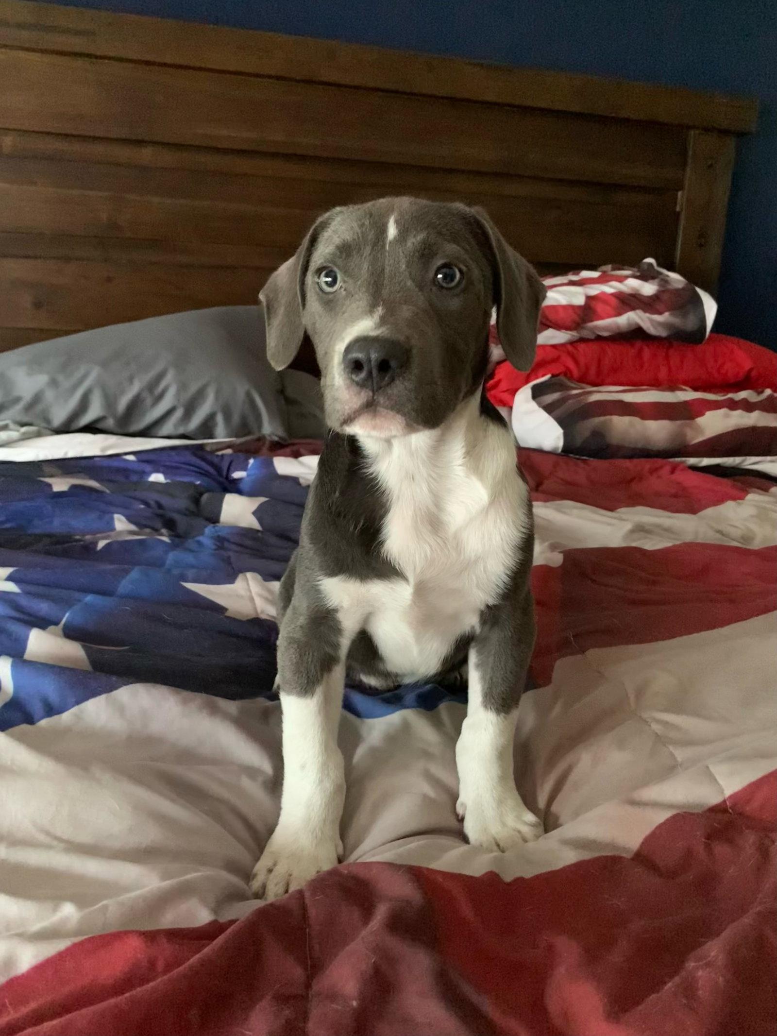 Meatball, Adoptable, Young Male Labrador Retriever.