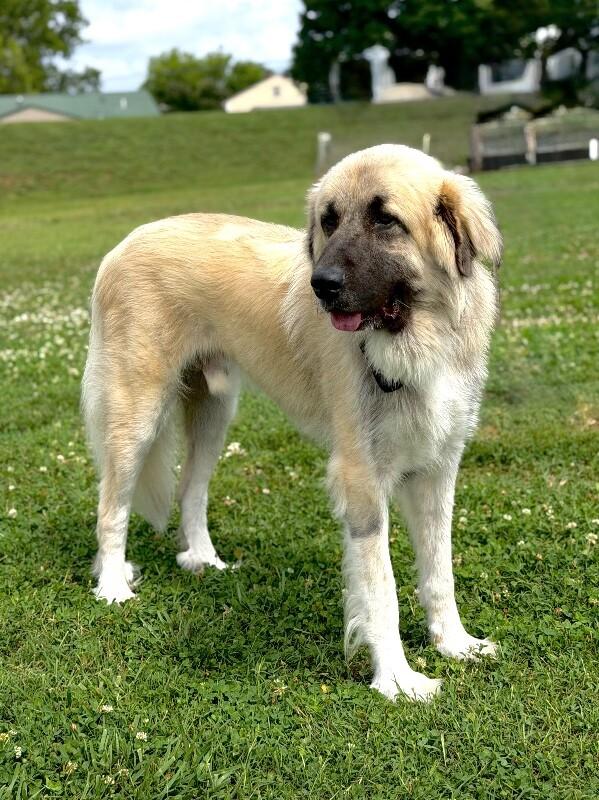 Nicko, Adoptable, Young Male Anatolian Shepherd & Pyrenean Shepherd.