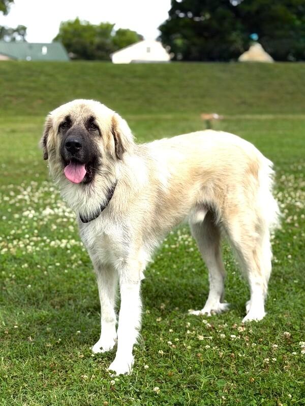 Nicko, a Adoptable mixed breed in Maryville, TN image 2/6