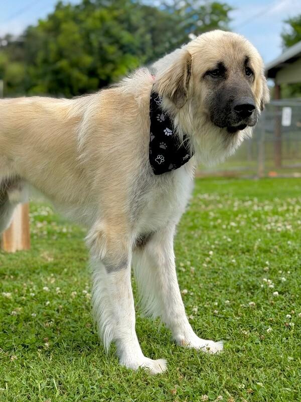 Nicko, a Adoptable mixed breed in Maryville, TN image 3/6