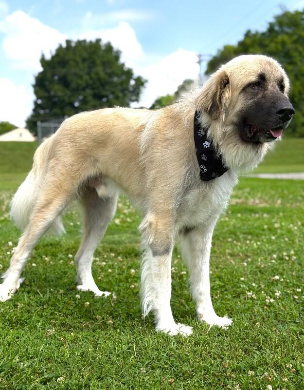 Nicko, a Adoptable mixed breed in Maryville, TN image 4/6