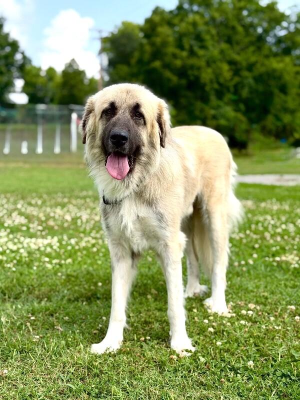 Nicko, a Adoptable mixed breed in Maryville, TN image 6/6