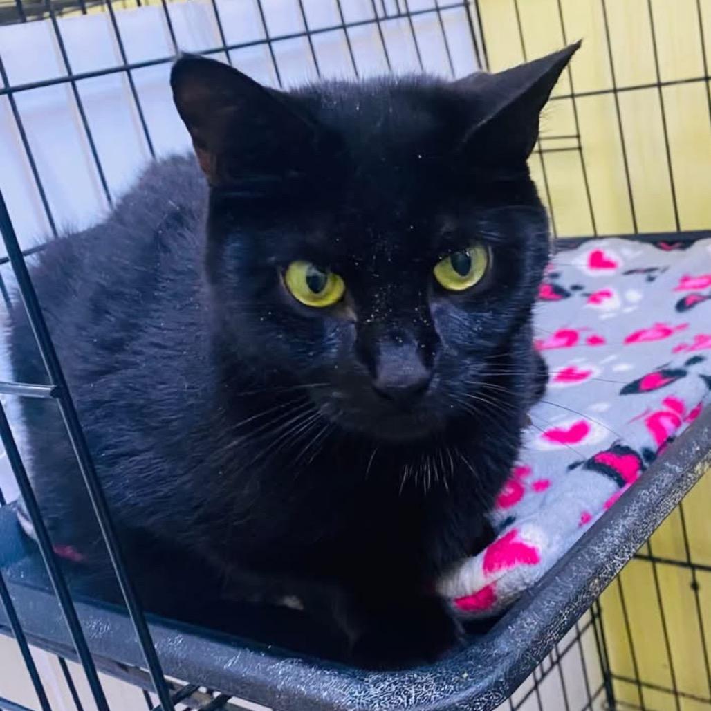 Friday, a Adoptable Domestic Short Hair in Mount Vernon, IN image 1/2