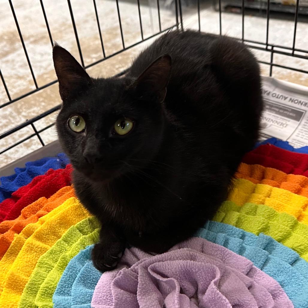 Friday, a Adoptable Domestic Short Hair in Mount Vernon, IN image 2/2