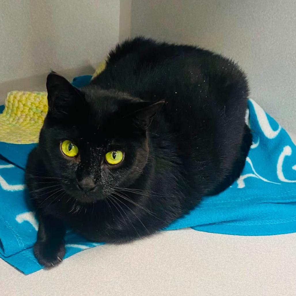 Enlarge Friday, a Adoptable Domestic Short Hair in Mount Vernon, IN image 2/4