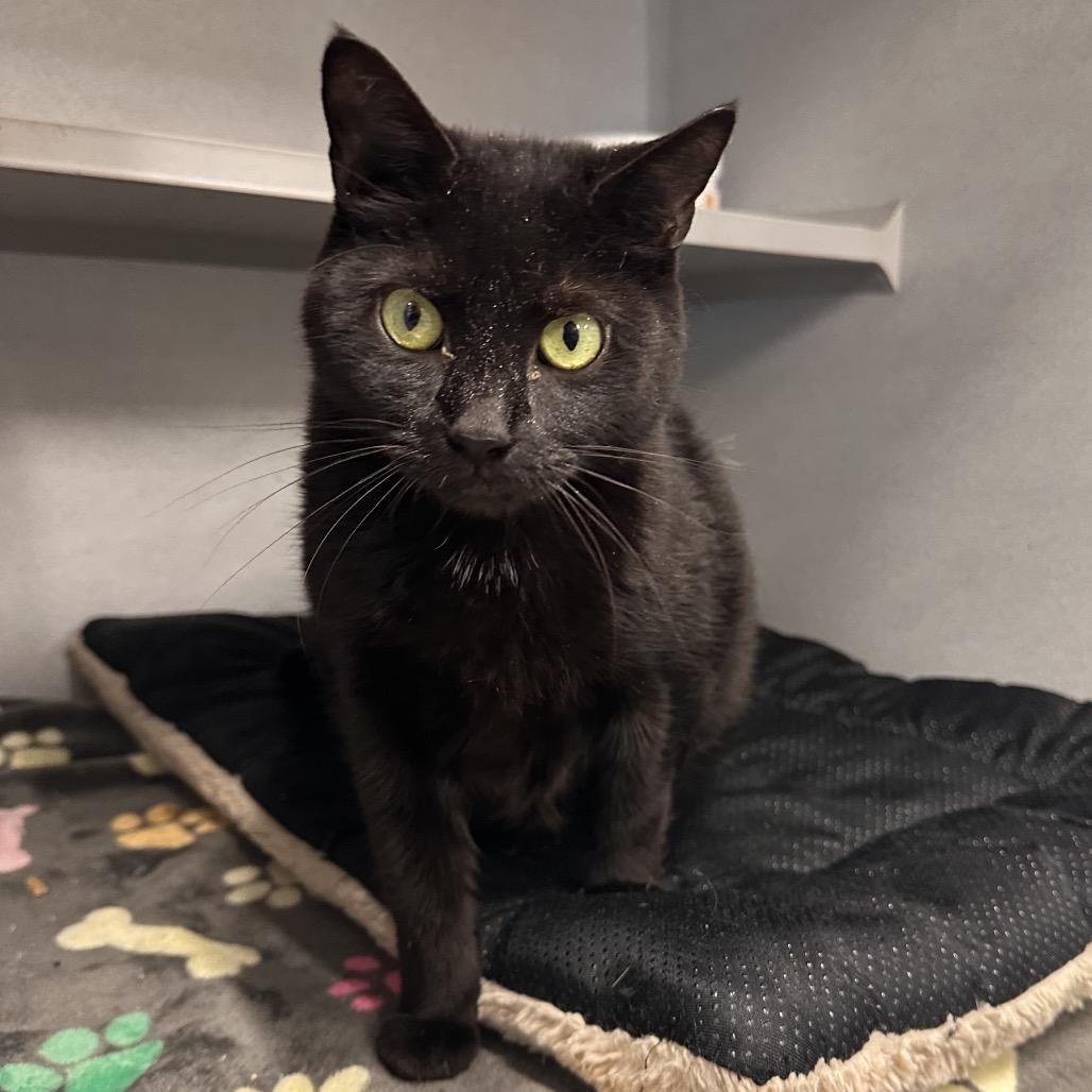 Enlarge Friday, a Adoptable Domestic Short Hair in Mount Vernon, IN image 3/3