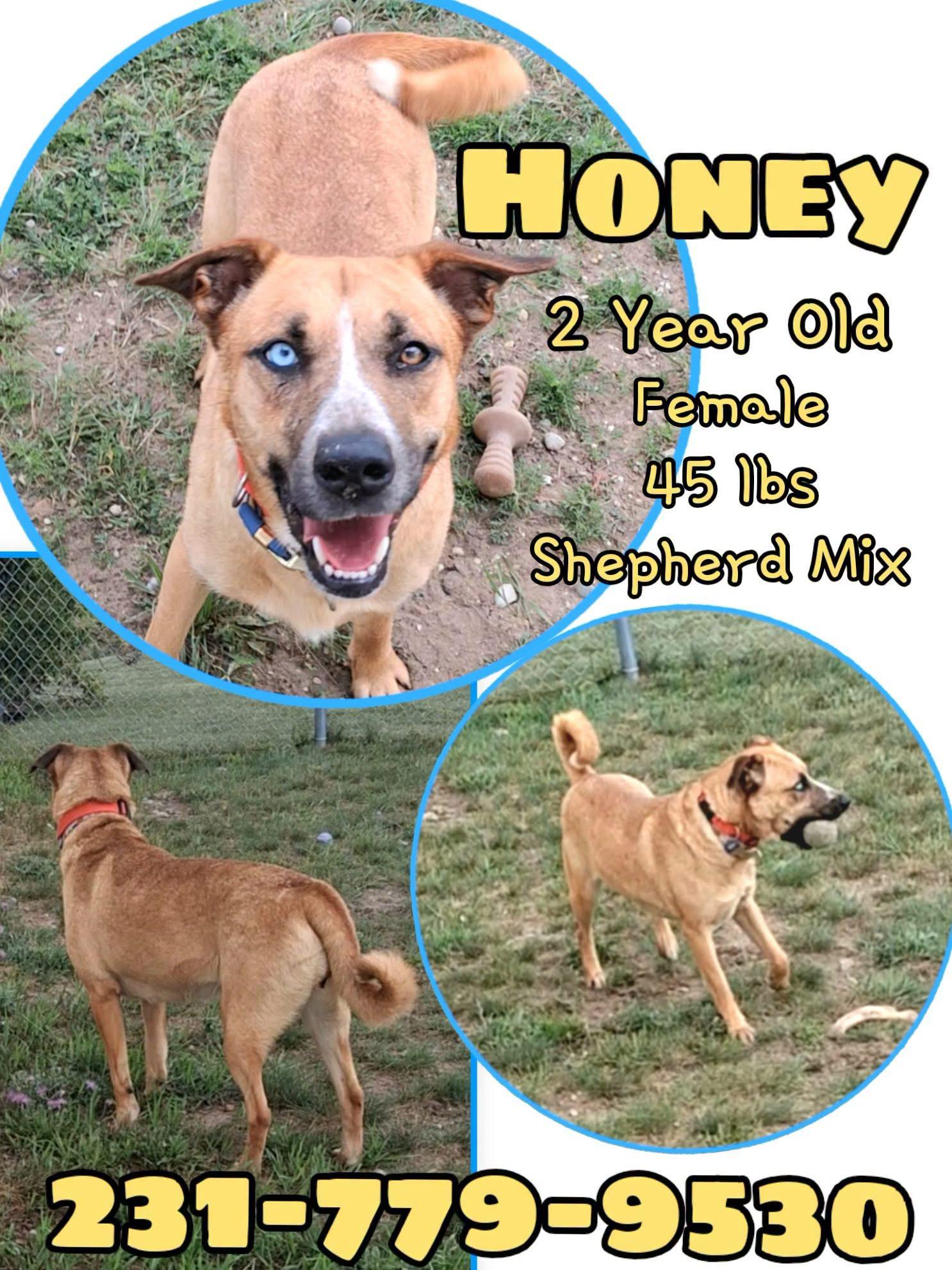 HONEY, ADOPTABLE, Young Female Shepherd.