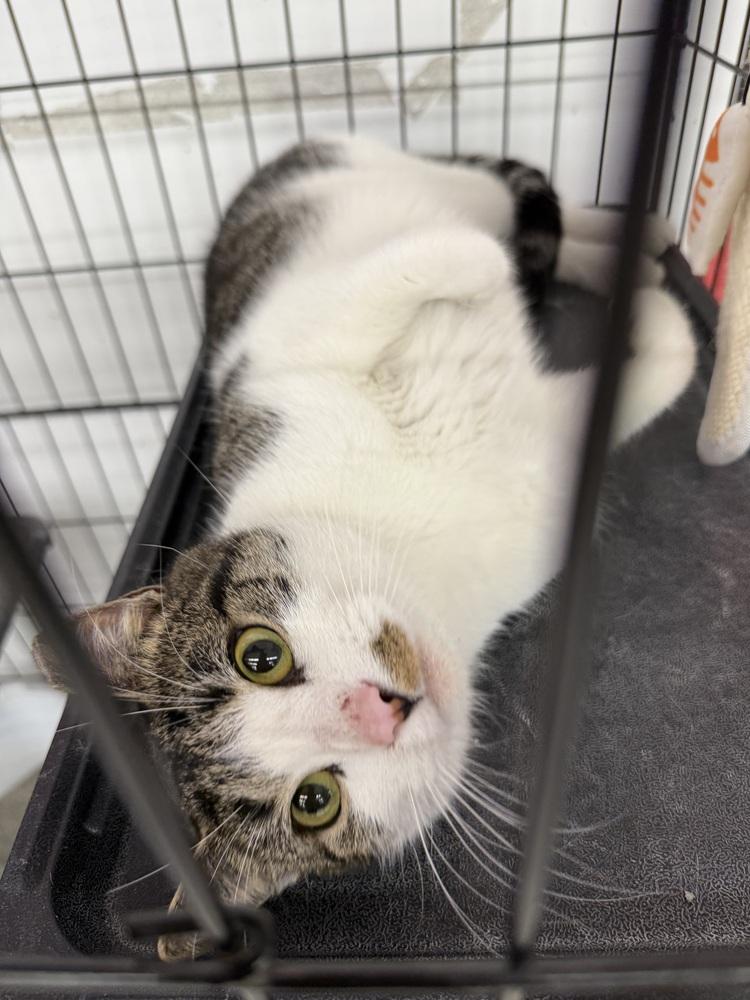 Enlarge Autumn, a Adoptable mixed breed in Taylor, PA image 1/3