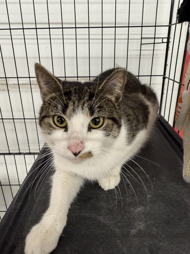 Enlarge Autumn, a Adoptable mixed breed in Taylor, PA image 2/3