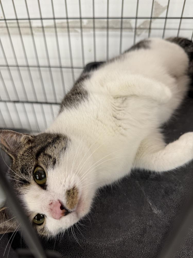 Enlarge Autumn, a Adoptable mixed breed in Taylor, PA image 3/3