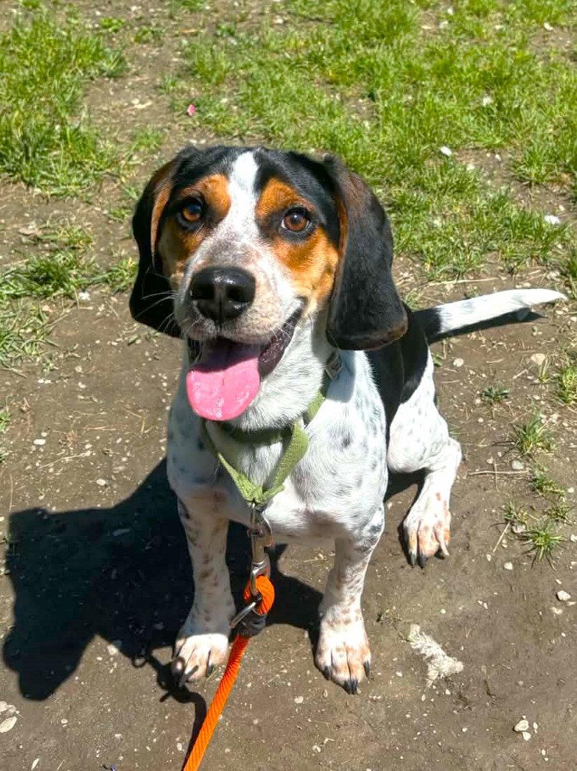 Willie, Adoptable, Adult Male Beagle.