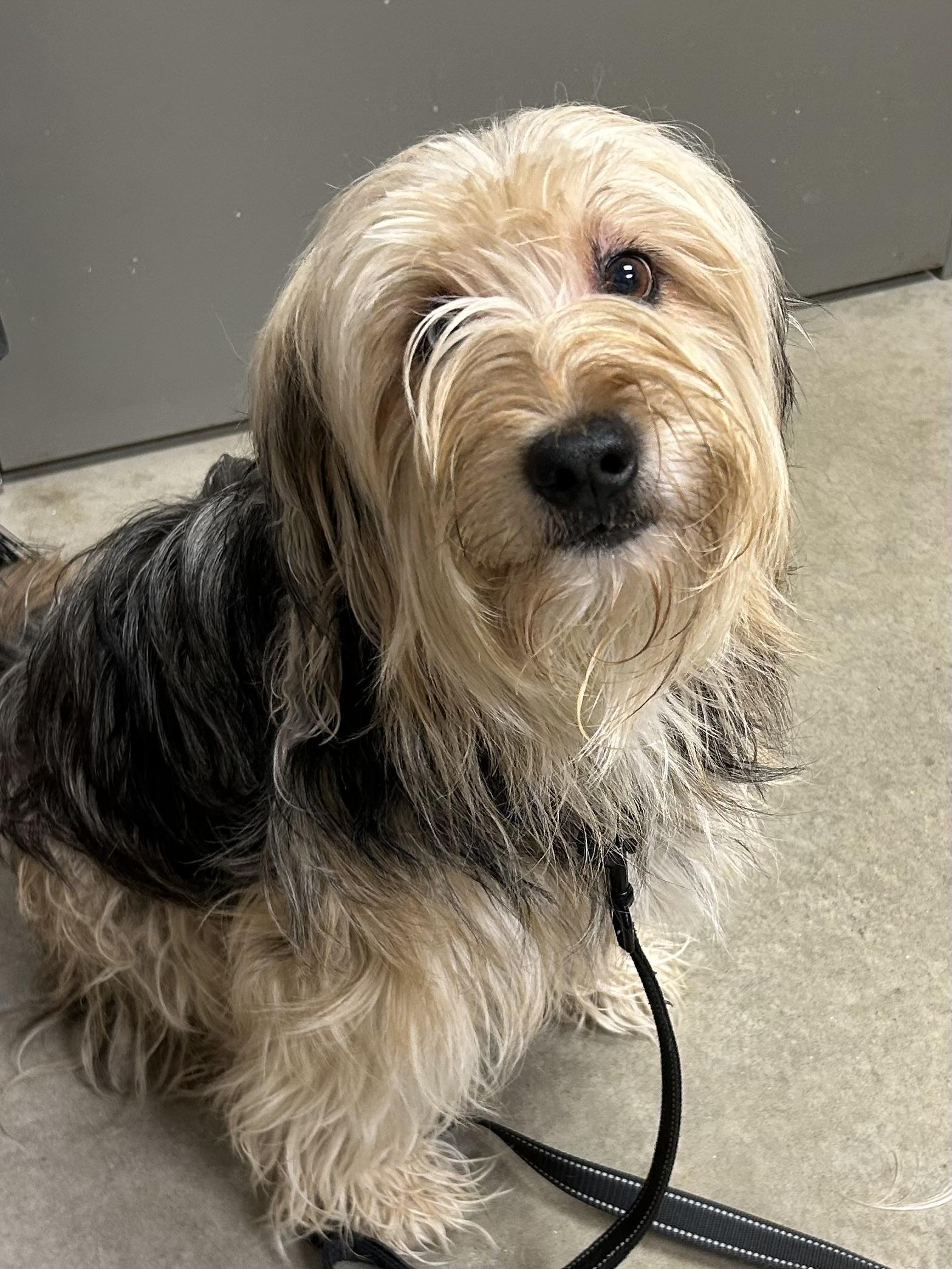 Rocky Road, adopted, Adult Male Mixed Breed.