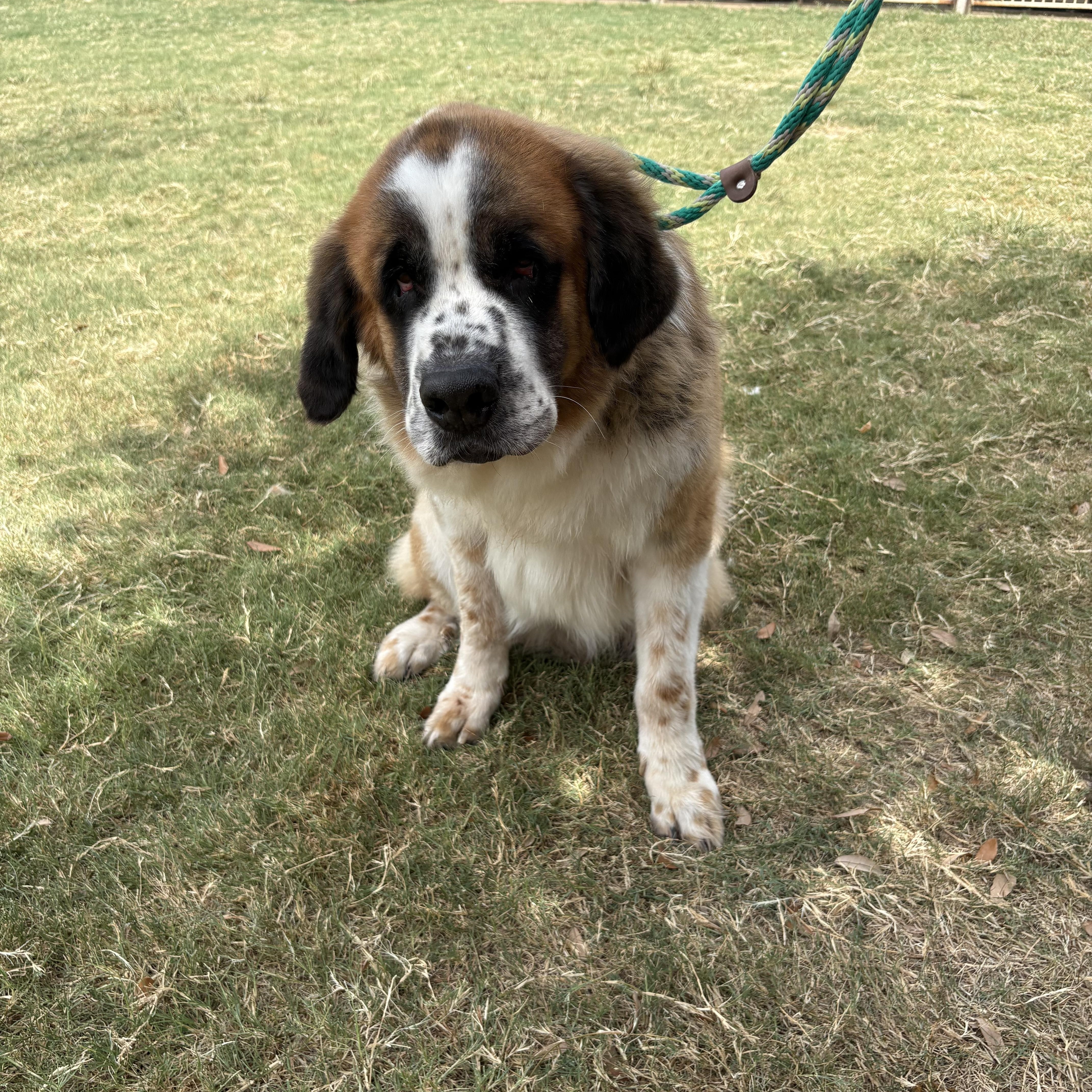Enlarge Momma Dog, a ADOPTABLE Saint Bernard in McKinney, TX image 4/4