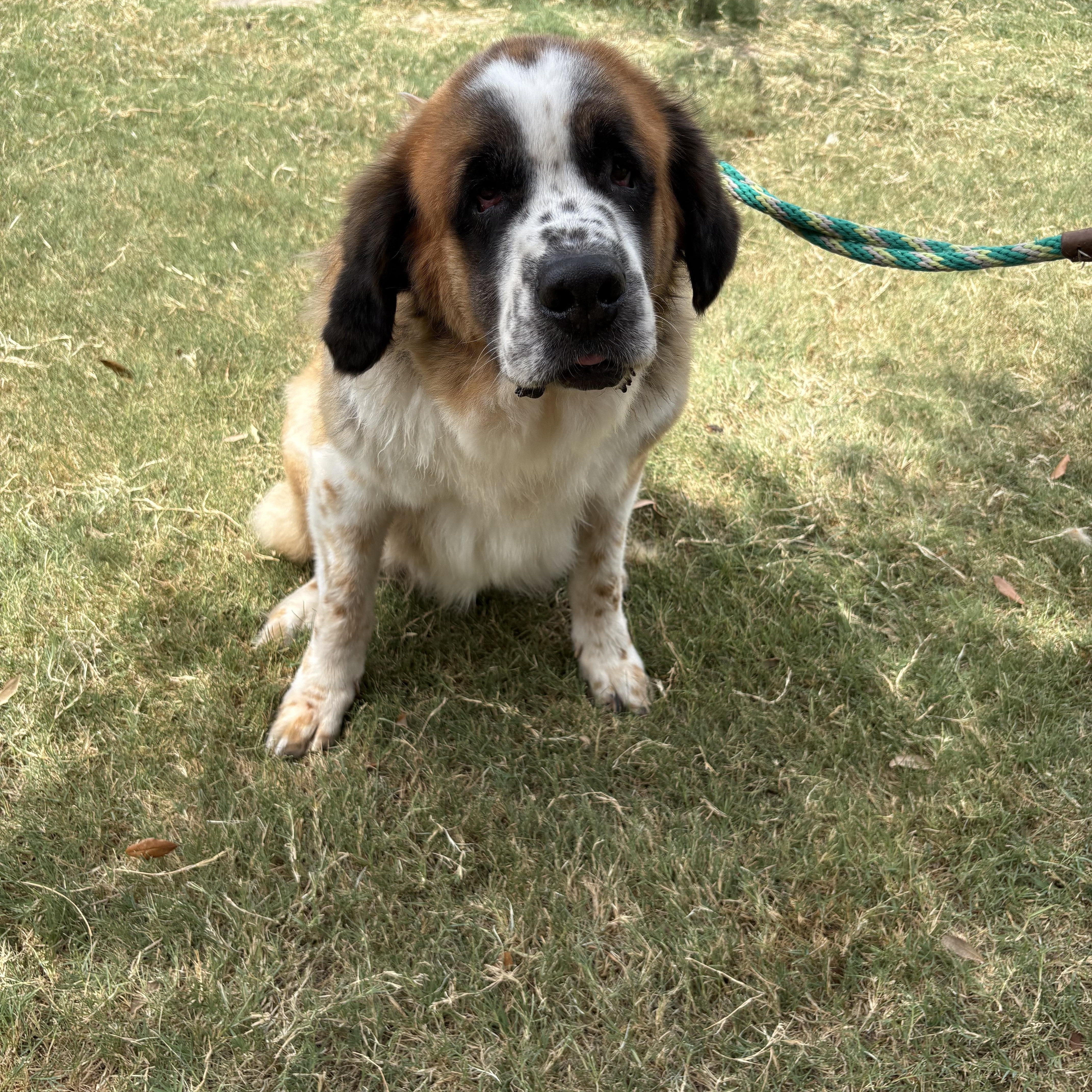 Momma Dog, ADOPTABLE, Senior Female Saint Bernard.
