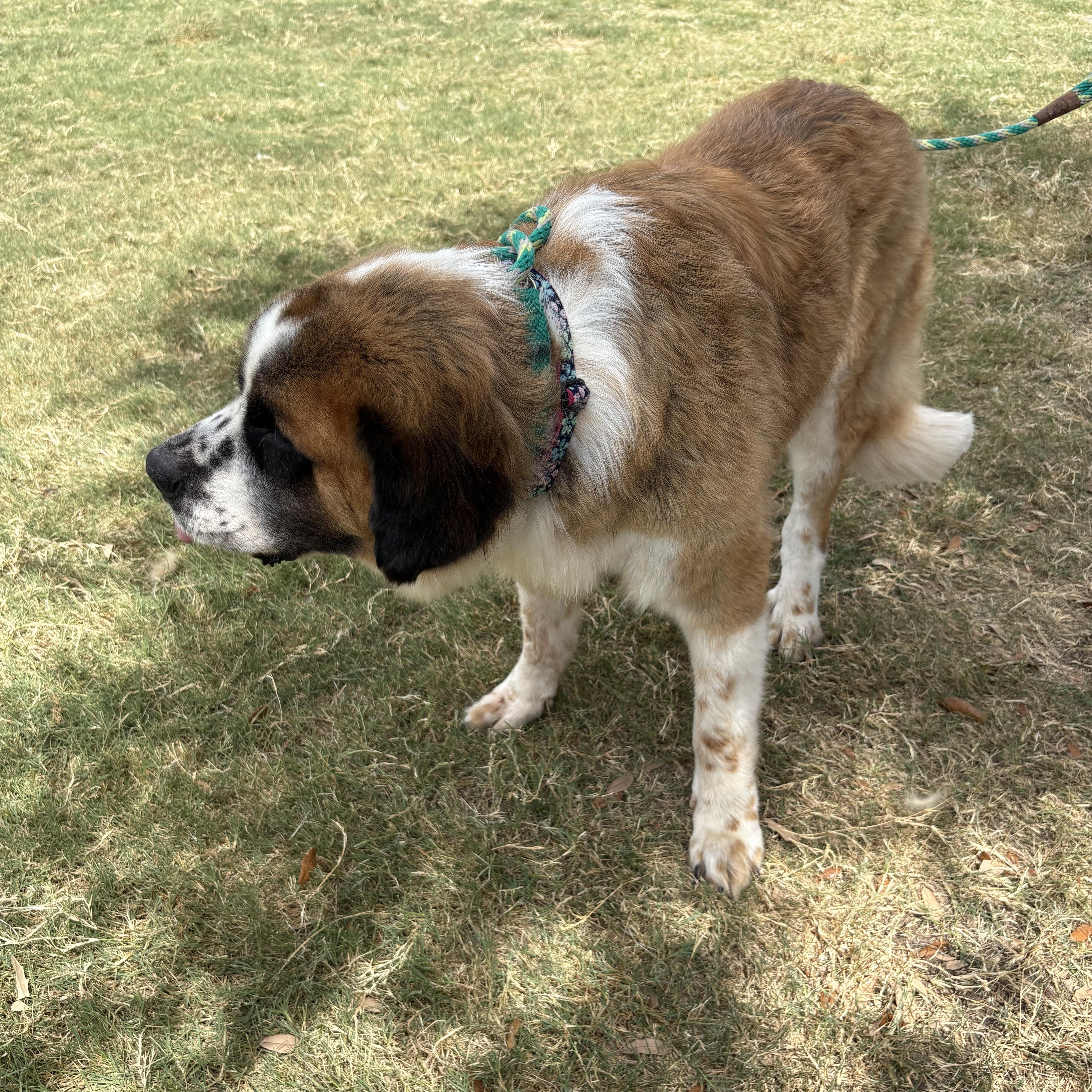 Enlarge Momma Dog, a ADOPTABLE Saint Bernard in McKinney, TX image 2/4
