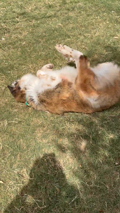Enlarge Momma Dog, a ADOPTABLE Saint Bernard in McKinney, TX video 3/4