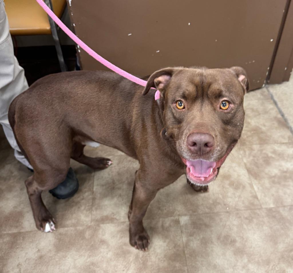 Indiana Bones, Adoptable, Young Male American Staffordshire Terrier.