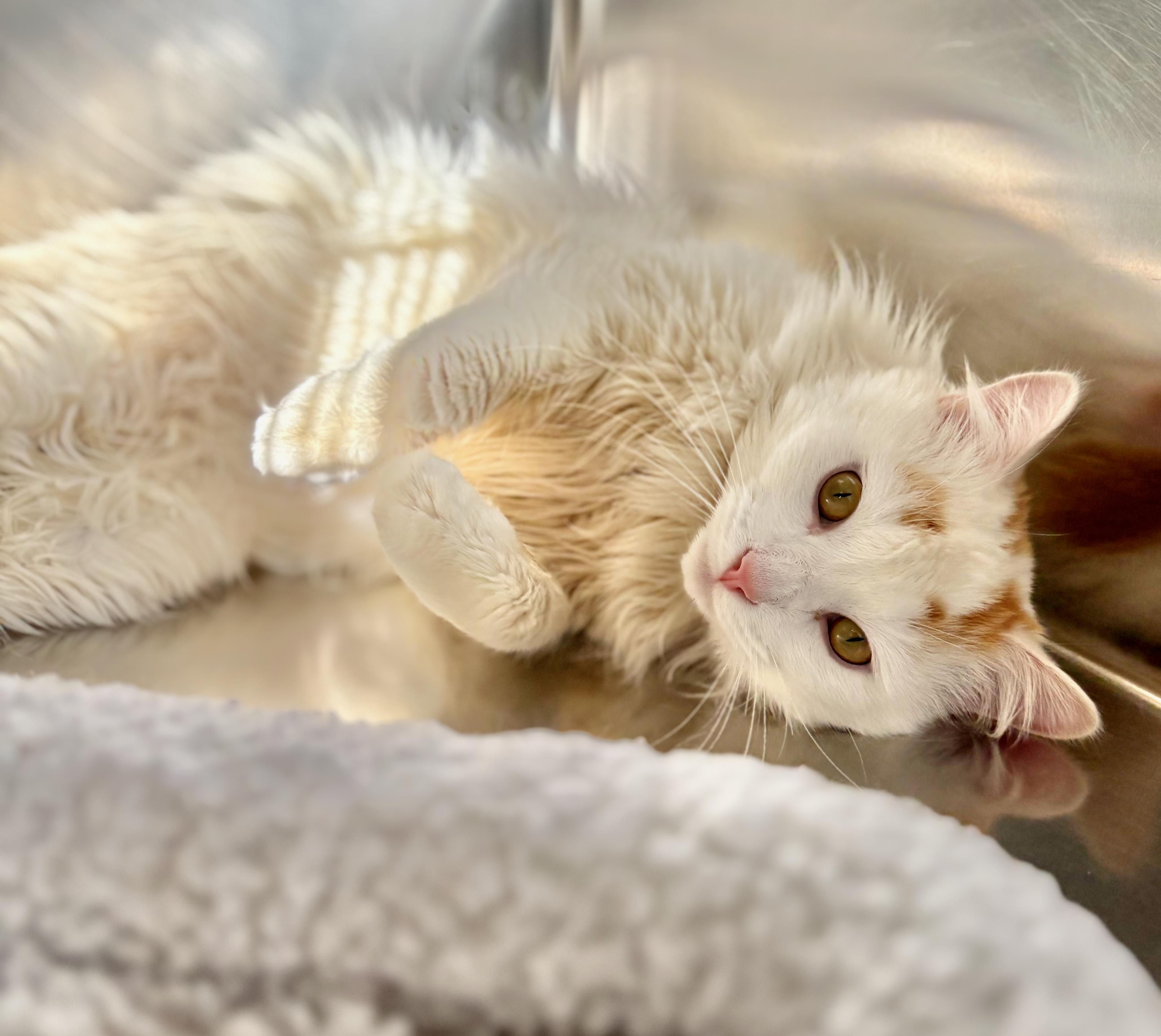 Mocha, an adoptable Domestic Medium Hair in St Stephen, NB, E3L 2X2 | Photo Image 3