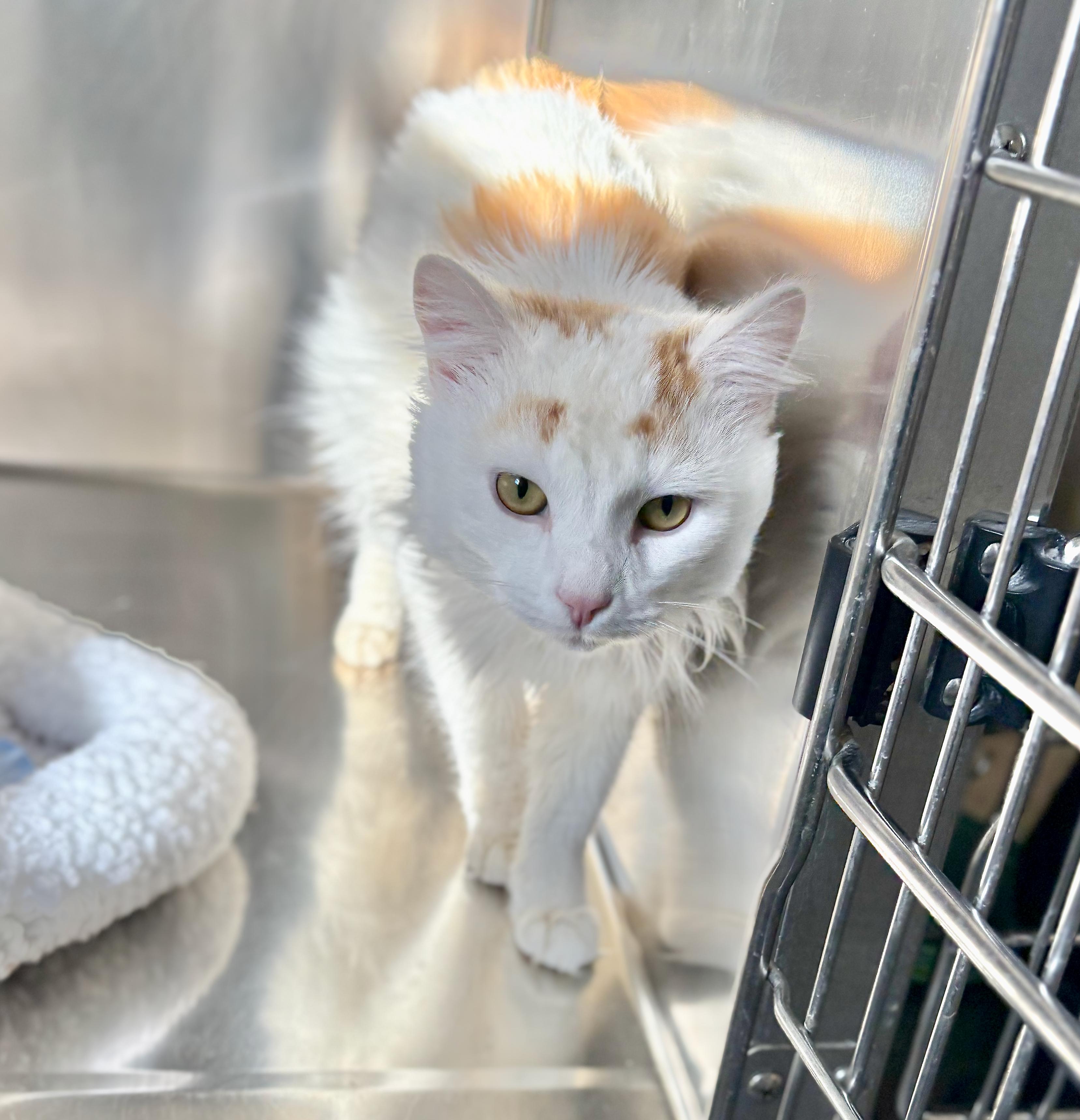 Mocha, an adoptable Domestic Medium Hair in St Stephen, NB, E3L 2X2 | Photo Image 2