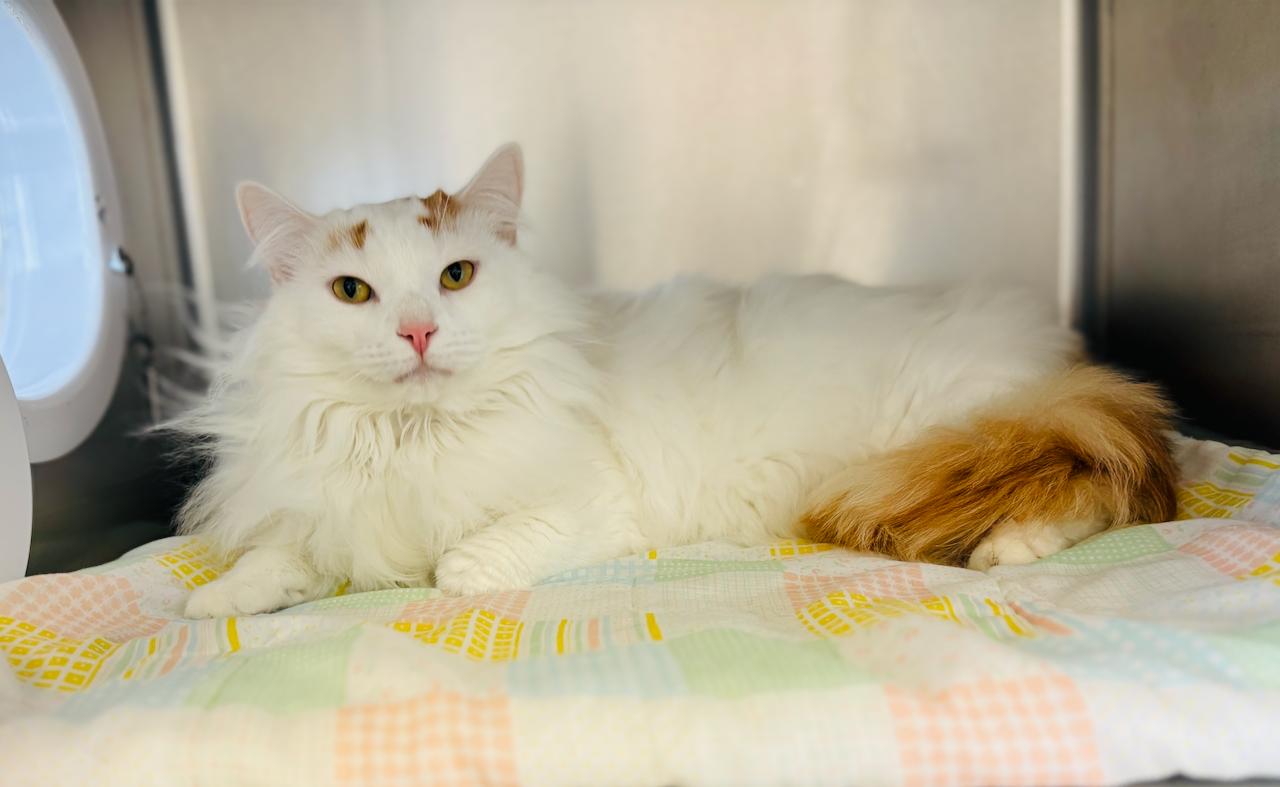 Mocha, an adoptable Domestic Medium Hair in St Stephen, NB, E3L 2X2 | Photo Image 1