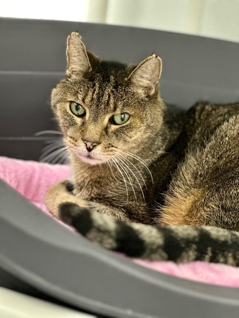 Theodore, Adoptable, Senior Male Domestic Short Hair.