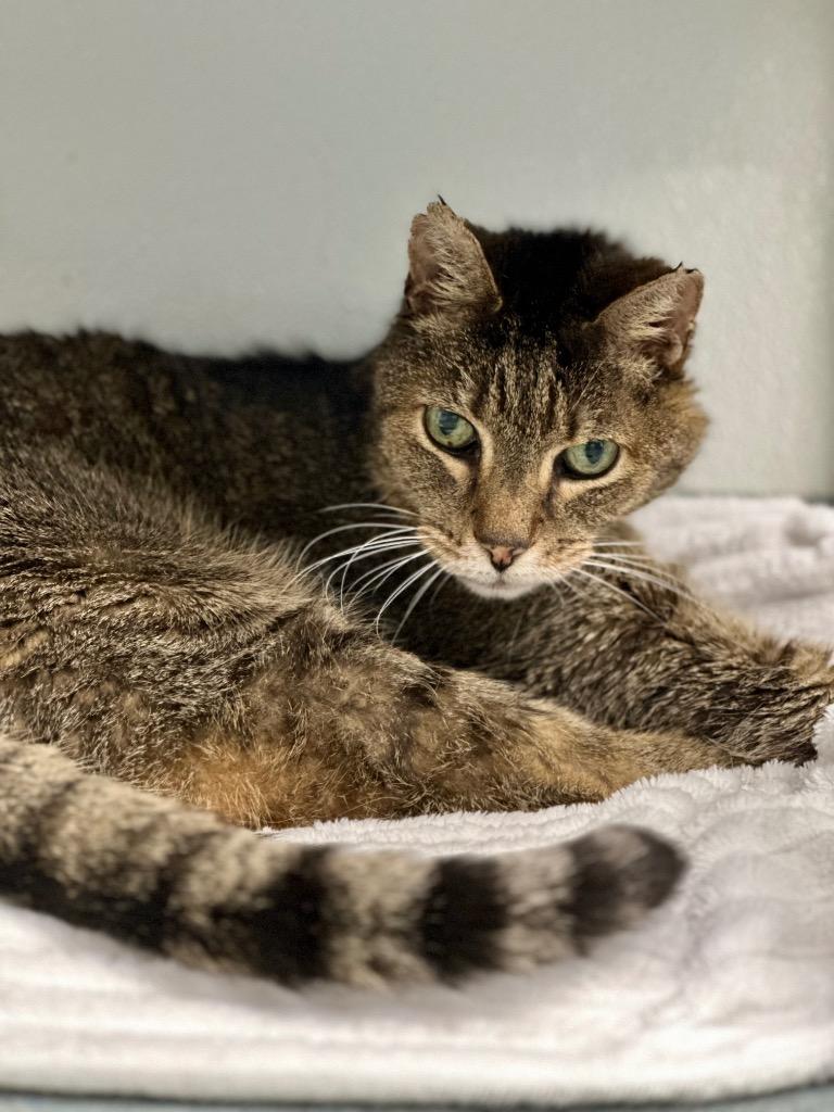 Enlarge Theodore, a Adoptable mixed breed in Cumberland, ME image 2/6