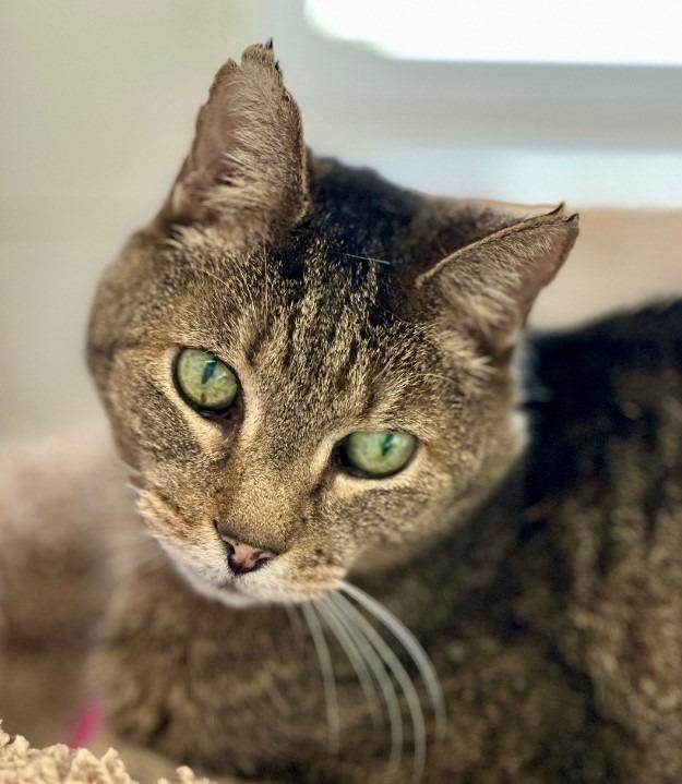 Enlarge Theodore, a Adoptable mixed breed in Cumberland, ME image 4/6