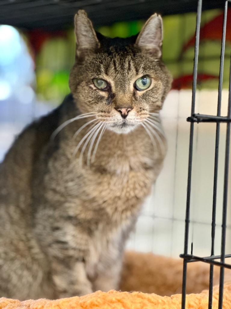 Enlarge Theodore, a Adoptable mixed breed in Cumberland, ME image 5/6