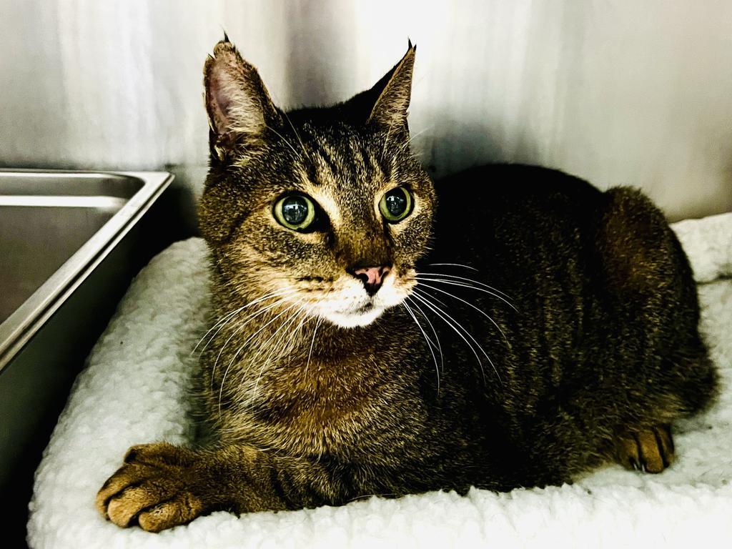 Enlarge Theodore, a Adoptable mixed breed in Cumberland, ME image 6/6