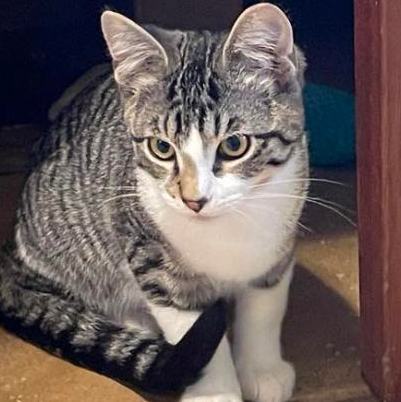 Enlarge French Fry, a Adopted Domestic Short Hair in Vacaville, CA image 1/4